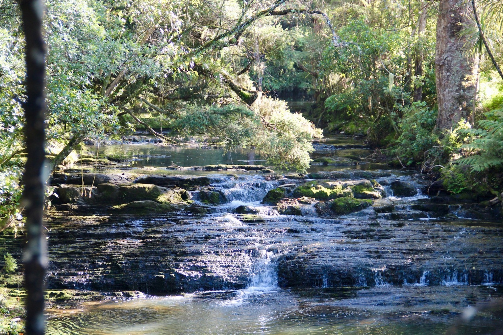 Our water 4 A small stream cascading over rock ledges through native bush